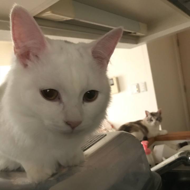 E937c449 985c 4d0a 979a d21e17eefea9 1521518031944