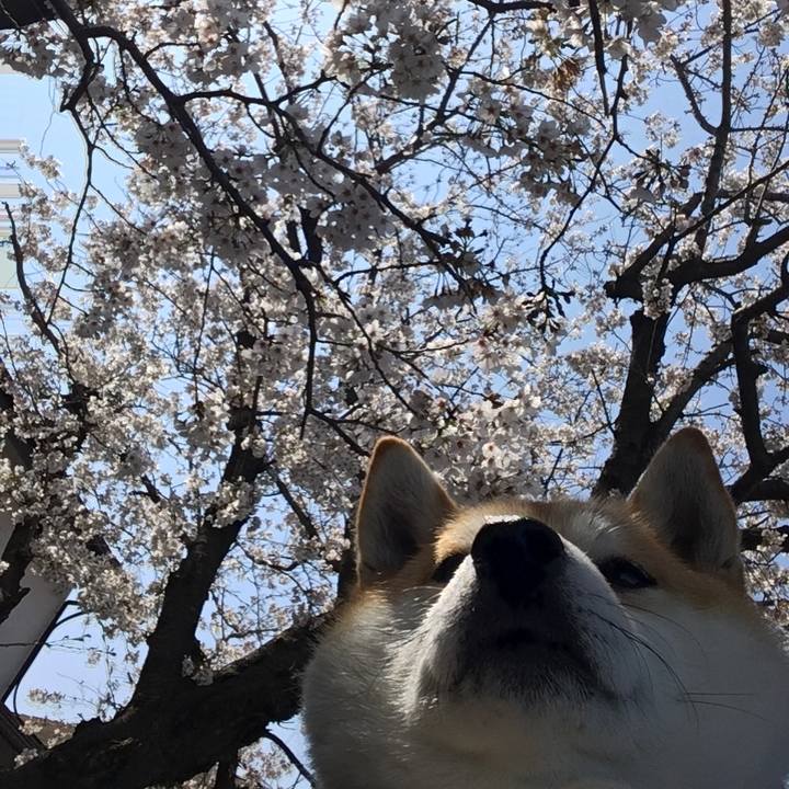 E9385470 14df 4490 b247 2b6cd3cc90f0 1585194694822