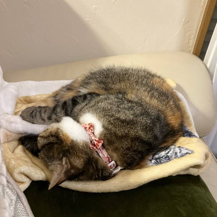 E93a3065 ddab 4efc a29f 2cec46114c1f 1764246348999