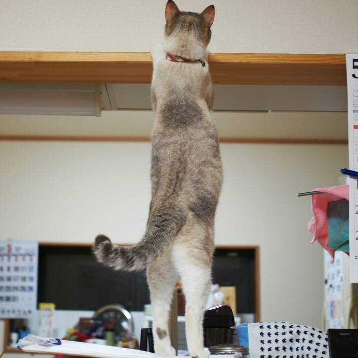 E93b0881 1290 4fb1 b033 3dc617bff561 1526780699214