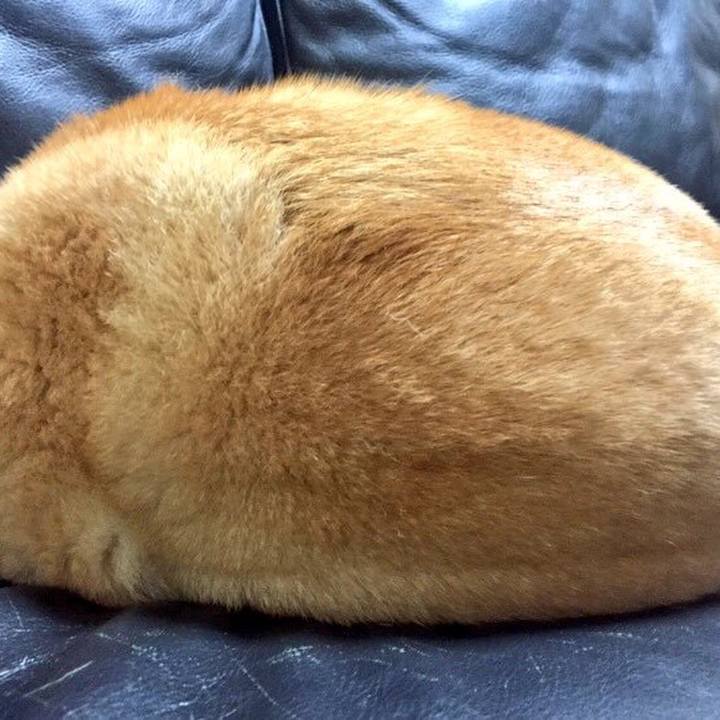 E93d398c d457 4a99 a777 0b91f9a2408a 1513478496149