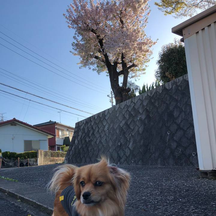 E93e56c5 f23a 4528 af22 b853ff085859 1522362991324