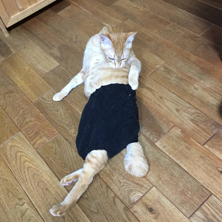 E93ed8cb 2331 4c04 8383 51a1e91b1ece 1509787858651