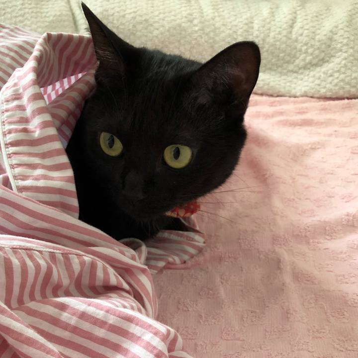 E940e781 8494 4a3f 8fa4 2224c116021a 1528026071721