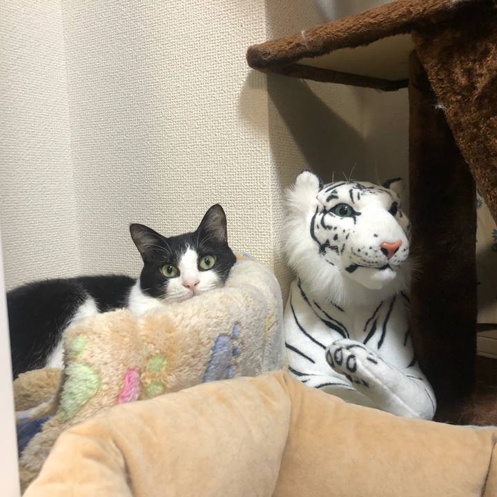 E9431f73 c88c 4e5a bc97 d3b54ffaa40b 1553592369515