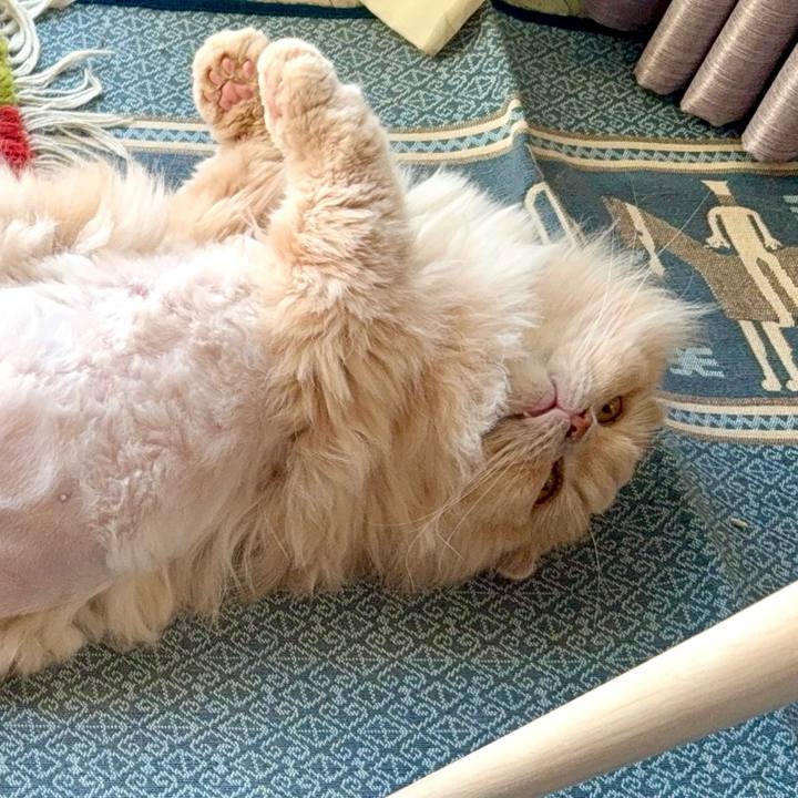 E94359d1 6338 4eb5 9f65 3bf1bc8ad257 1764742206534