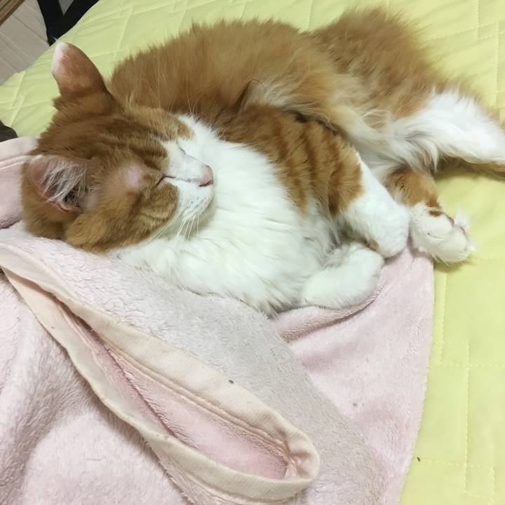 E9435f89 2b9a 4f98 8c7c 0903ae2a6372 1539002492899