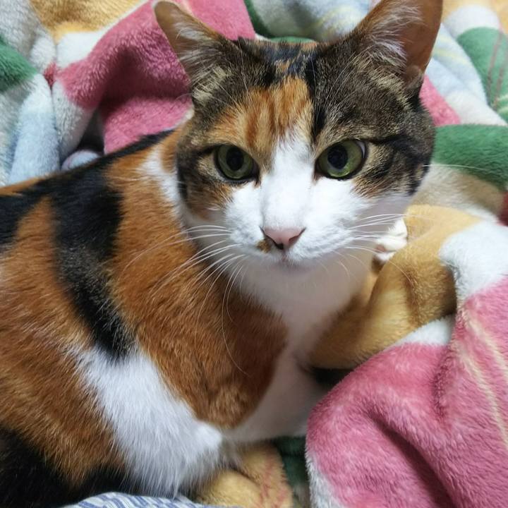 E94530ac 1d00 48a4 8e4d 450cfa3545f0 1541294233680