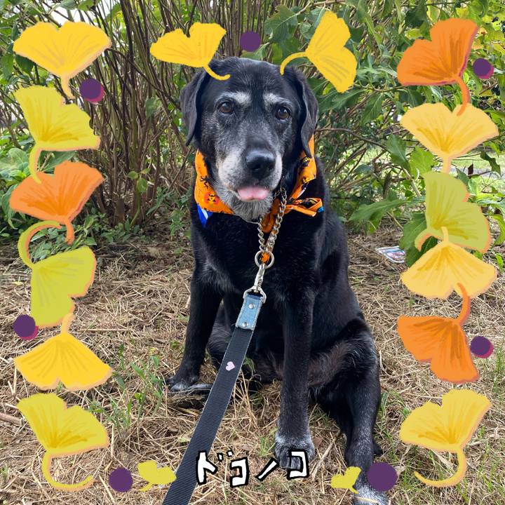 E949b4fa afc1 4455 a8b9 9de90250ba30 1729130316645