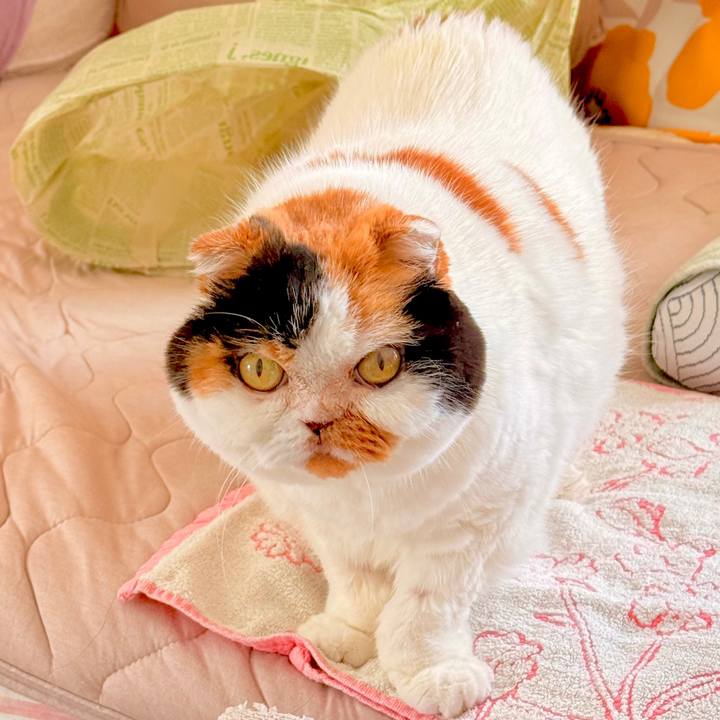 E949f7a2 e6f9 4fd4 addc b5ef89beb34c 1762387899549