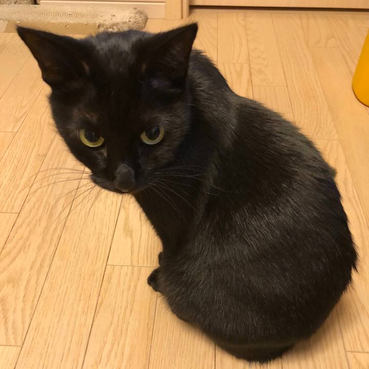 E94a6e37 18f9 429a 9473 d721770ad0e1 1544707802760