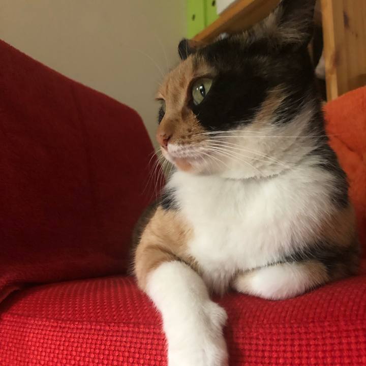 E94a88c7 d0ce 4c4e 9831 1d448764a6d1 1562851230154