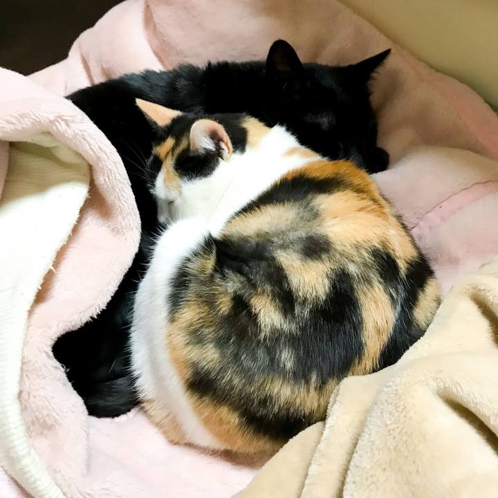 E94c0c00 68f3 4ab4 b09a 46be15a5ccd0 1514722248576