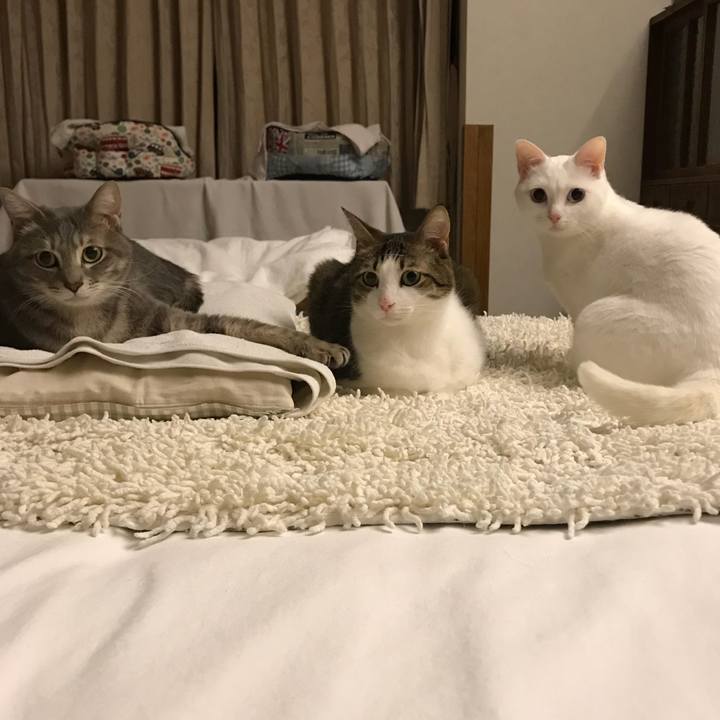 E94fcff3 7943 4ae3 8dcb bac2a9136b5a 1508952385768