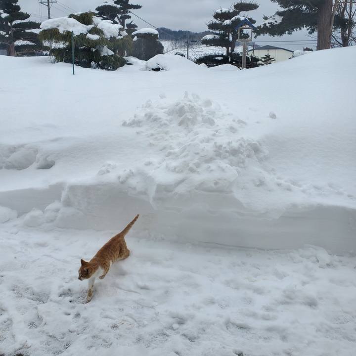 E9524b19 8367 4247 98d7 a52e54782938 1711035805943