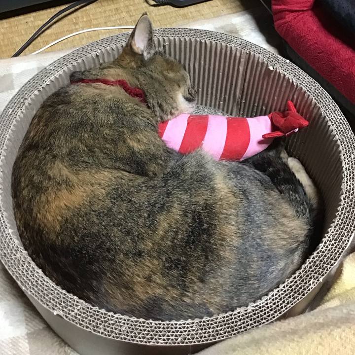 E9555eaf 4890 481c a7dd 54896f543505 1702724917798