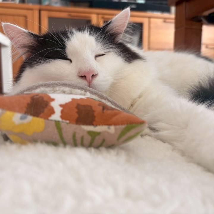 E956e16b 8277 4b5e 98bb 2ee743e23768 1765412151010