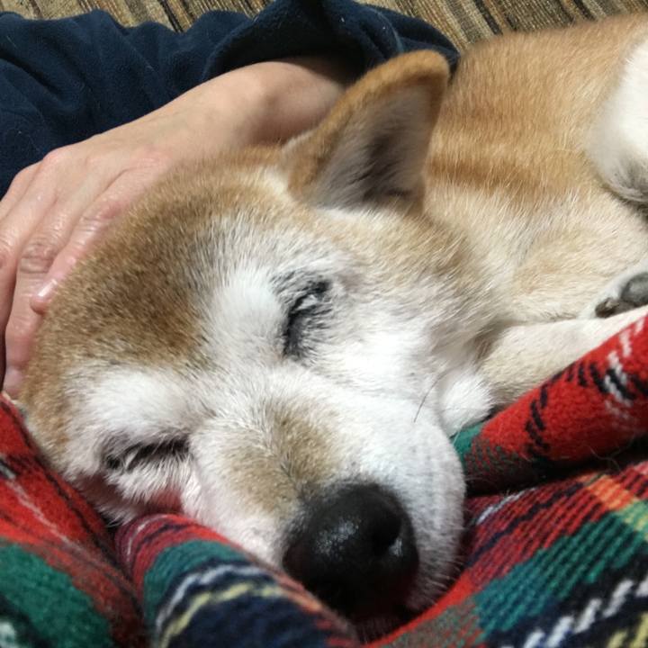 E95953f7 61f5 49b5 a27a c7647dca49c7 1512096955523