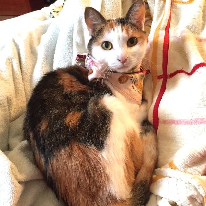 E95a0ade d161 4303 b3ae 51ab780cea50 1540623314188