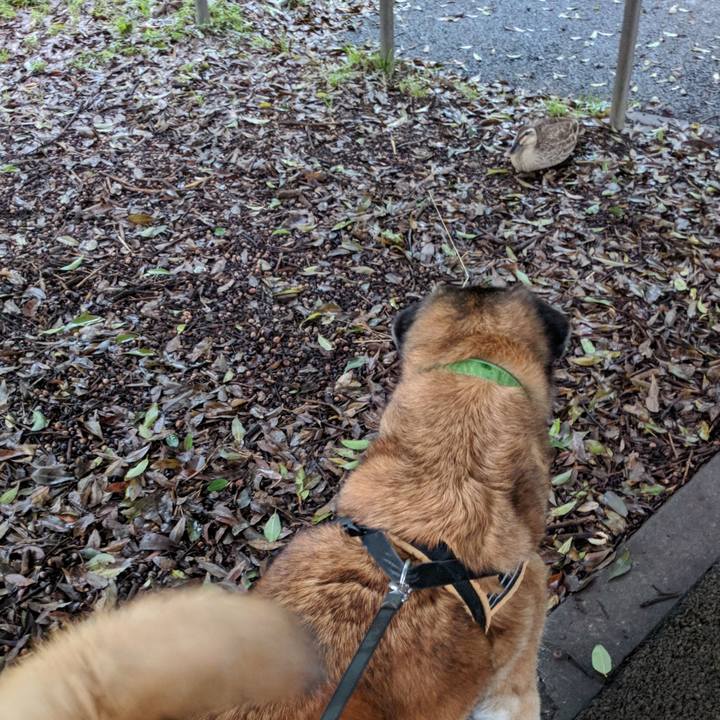 E95b4f52 26ec 41ca 80c7 592dbd9e61c7 1529499846169