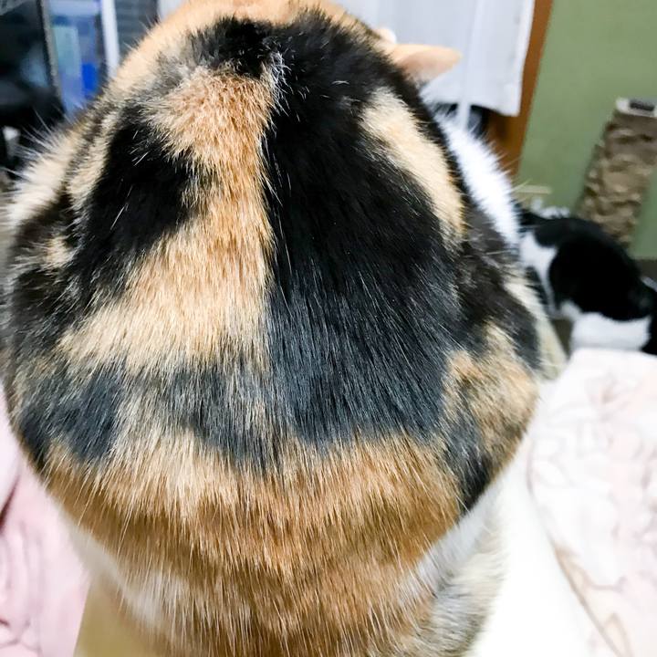 E95ddf31 3eed 4099 bf31 a347c3876a31 1514077226488