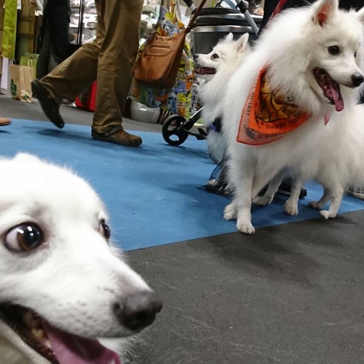 E95e7d4f e3d3 4a29 8acf 6a3d89a8cf9d 1538898744419