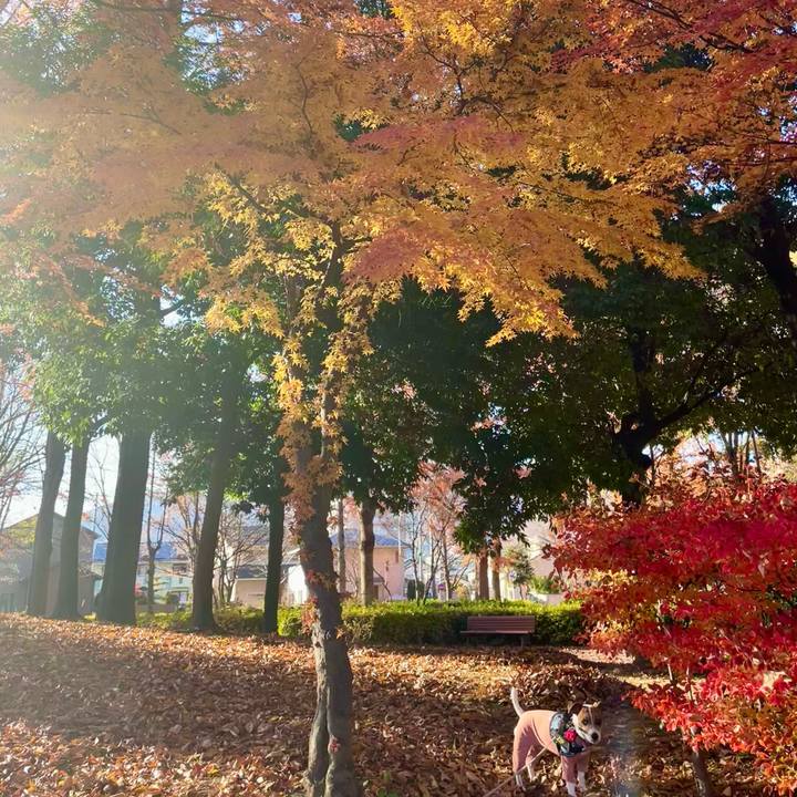 E961abd4 3223 4f3f 958c 6430f855bb68 1733128517141