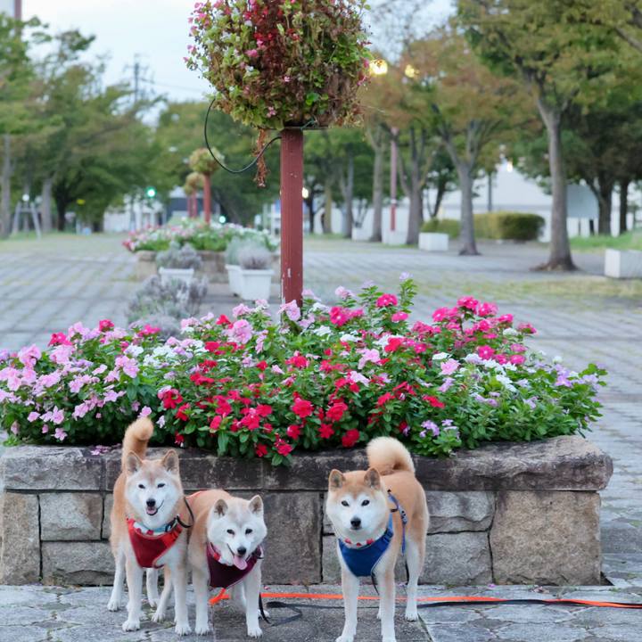 E96346a9 87f3 480c 9160 22ac1f032c76 1758557877834