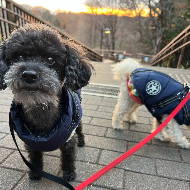 E9638133 06ad 46e7 8a72 413caebfb68a 1765614038449