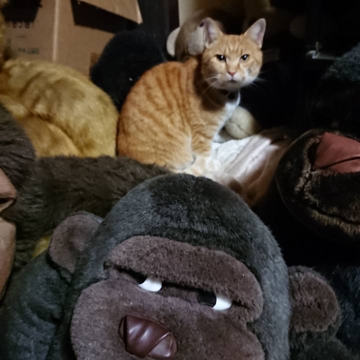 E964522b b98f 4b17 95e6 82e7b565e755 1605698670424