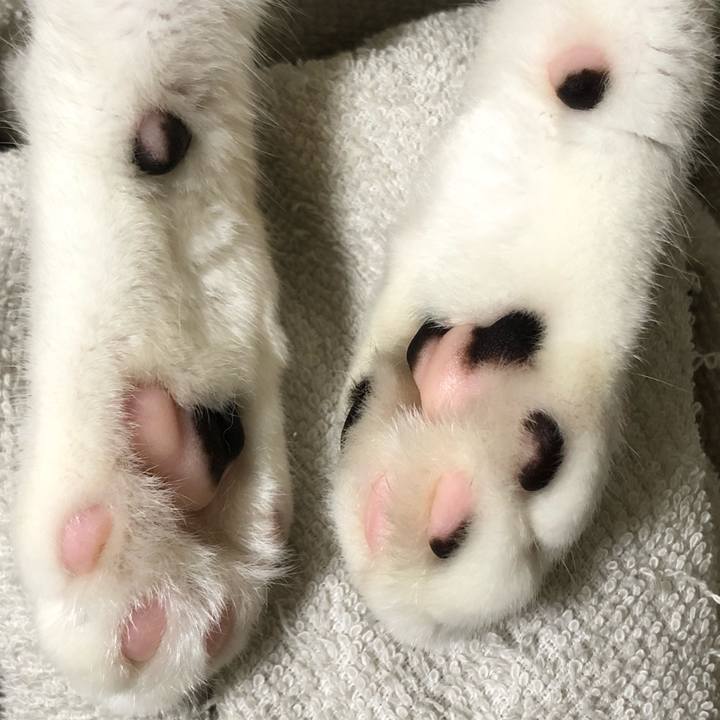 E9684741 3989 4b1d ad38 2c3ec1390971 1602861648776