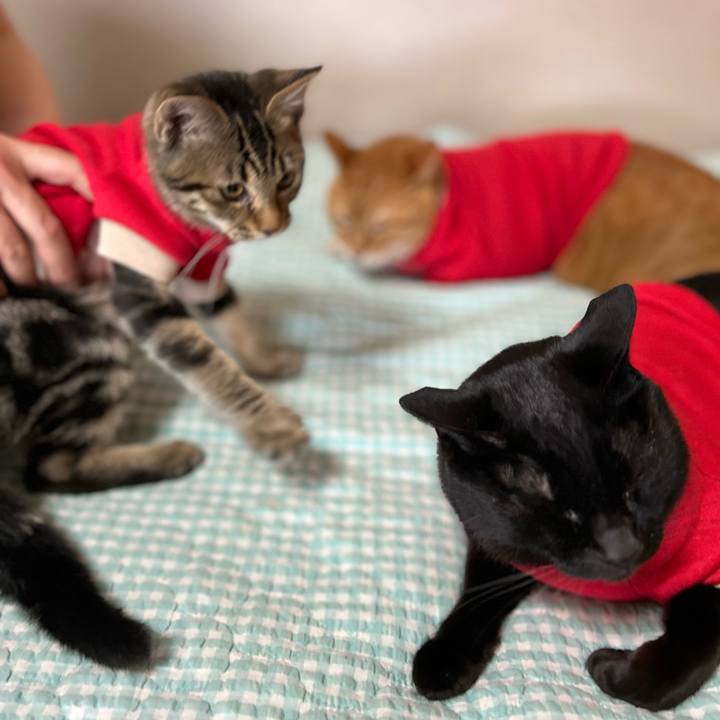 E96a80a3 2193 4a76 9827 8e81bd53657a 1729916308464