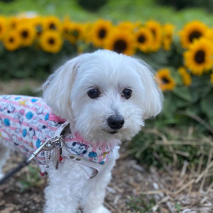 E974fa8e 70a6 474a b438 69ae38c544d8 1593255545797