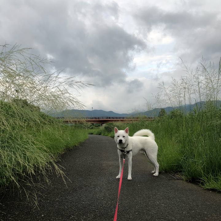 E97604bf 1d1c 417a 8c30 af57794d02ad 1566347179041