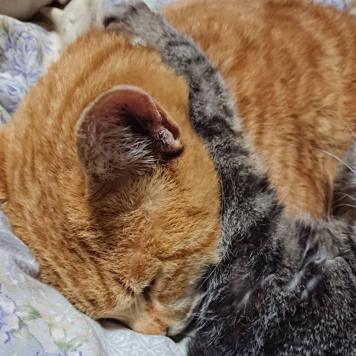 E976dc8d 60cc 4c77 b395 1829c0387a32 1582205485402