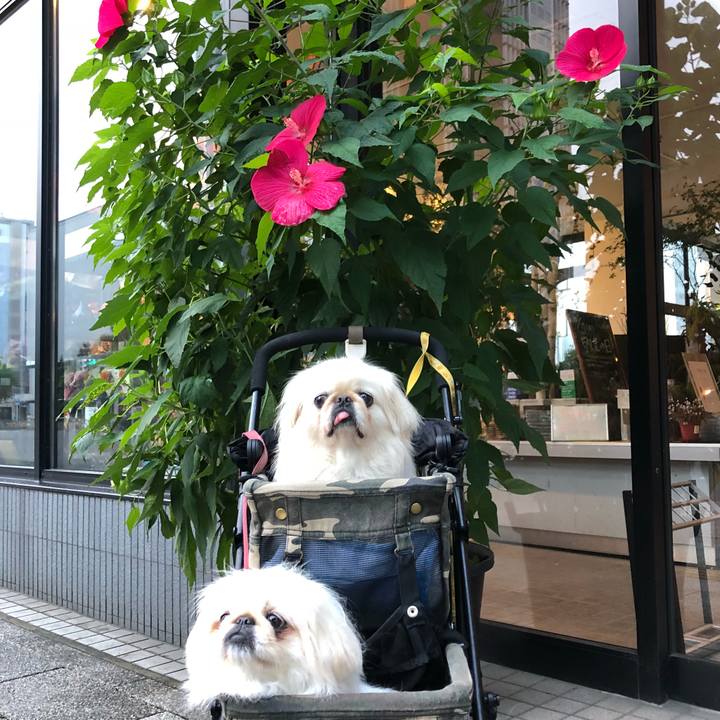 E9782e19 69c0 45c6 bb62 d110fd957771 1535944396479