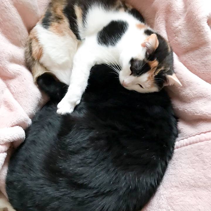 E97b1931 f948 41ae a25c 1c77caf4e05e 1513904973226