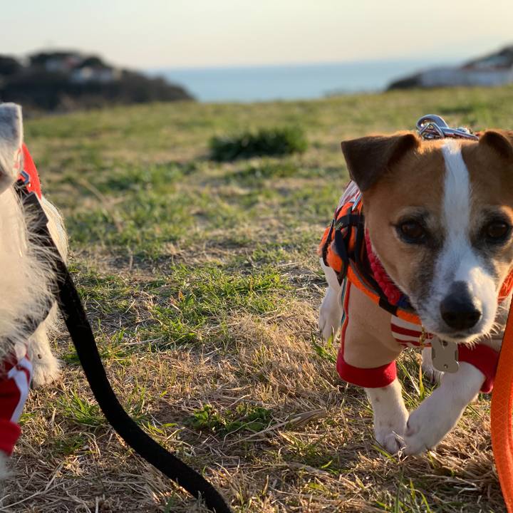 E97c9aba ef70 4d71 925f bd289c95bd29 1552552892838