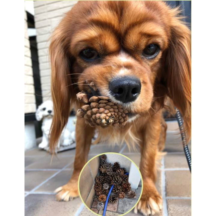 E97eeb6c bf07 4271 8529 3e7f90e45967 1555280144632