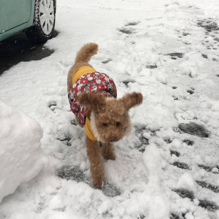 E97f4808 41b2 4ce0 9d6f 56240ac3ec0b 1516605489614