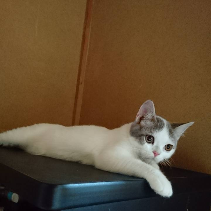 E980946b a553 4c29 b41f b45dc1dac9f0 1532464535423