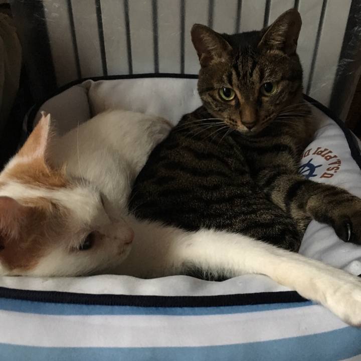 E9816491 07c5 4592 8843 420c7146877e 1538888198029