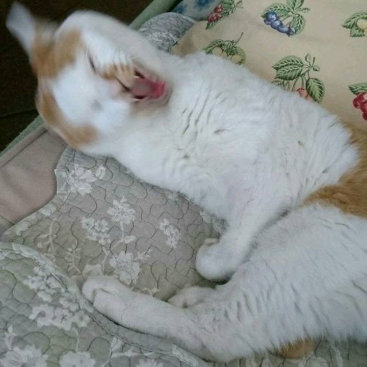 E9862114 c608 4bae 8e72 ac4f3a838091 1524575801490