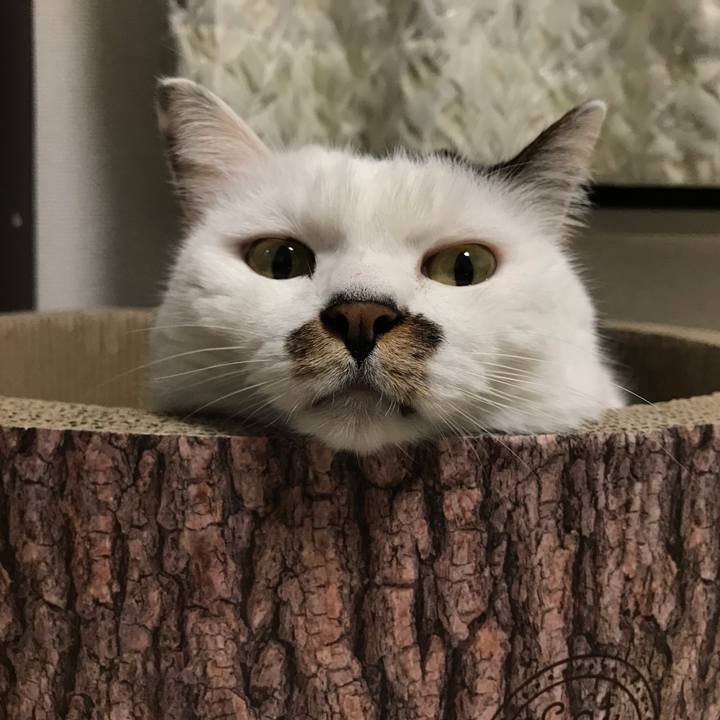 E98b8bd0 c87e 4fce 8c07 fa419bc27bb7 1540700289960