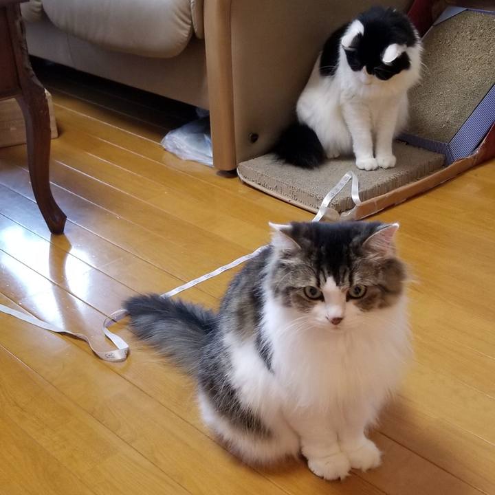 E98bc446 ead0 4f83 b40d ce36c4eade67 1572309687621