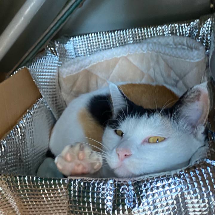 E98dee6a 3763 4b06 a98b 6e2674736a64 1636813536091