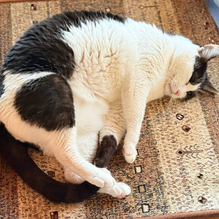 E9928c7c c227 41d5 8f50 6ab49c8195bd 1775355995246