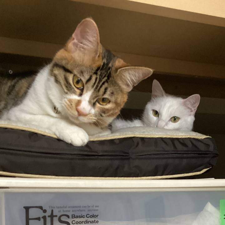 E992e6c0 96f7 4408 a6b1 6aa357c78106 1650355509919