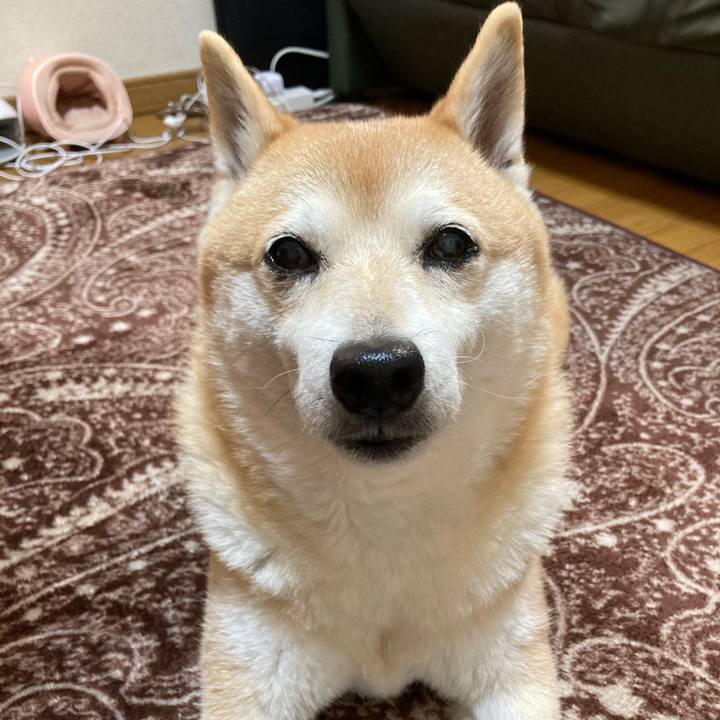 E993098d ecda 418f 8440 e16cfffbd5dc 1617340869606