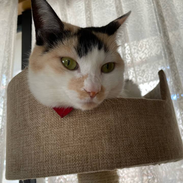 E9932e81 21c3 4cc9 af09 fce740ded744 1717368721156